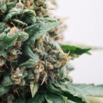 Premium sativa blend 3