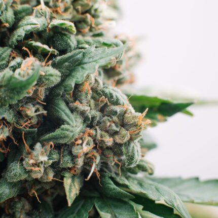Premium sativa blend 3