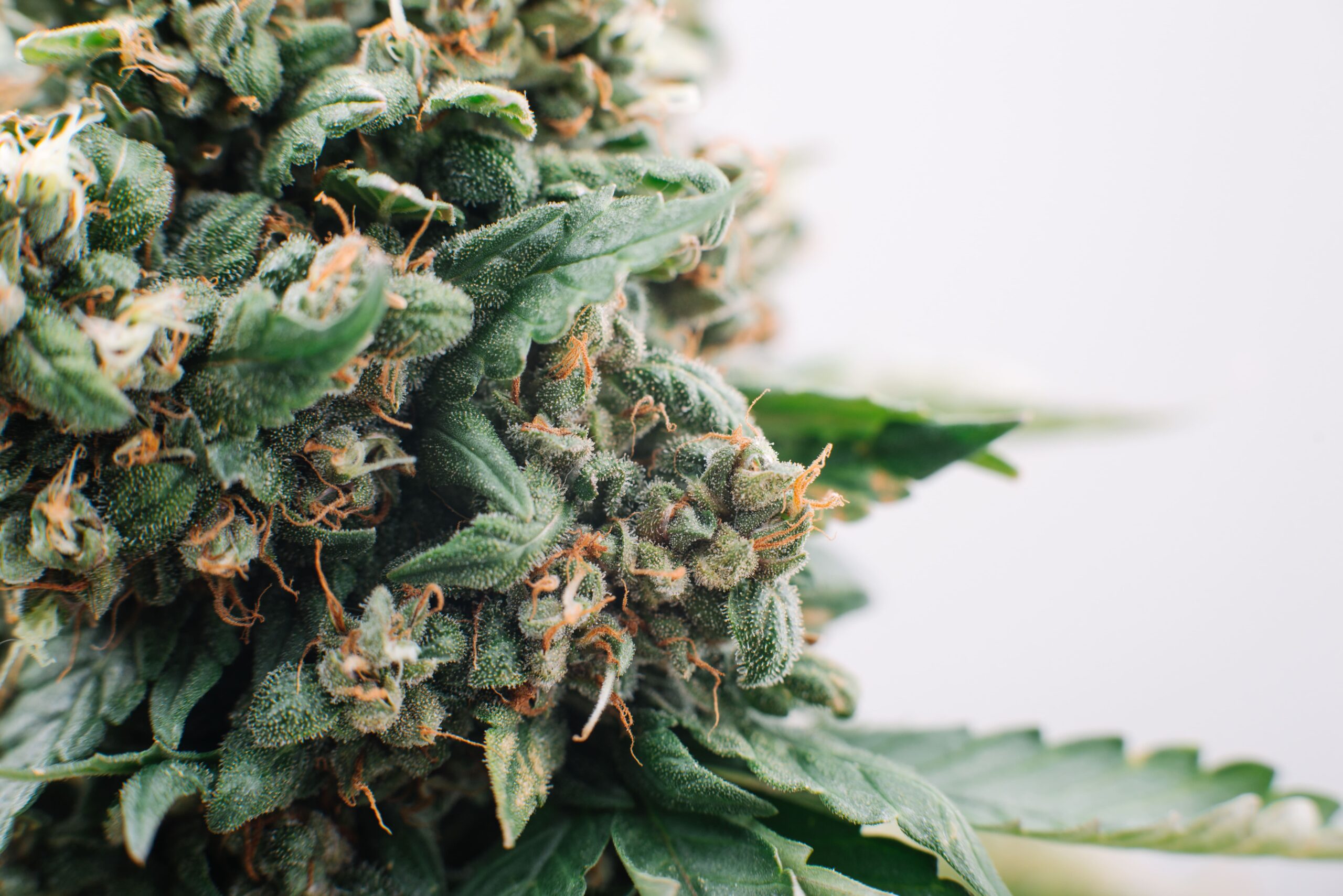 AdobeStock_123629851 Premium sativa blend 3 - Image 1