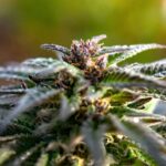Premium sativa blend