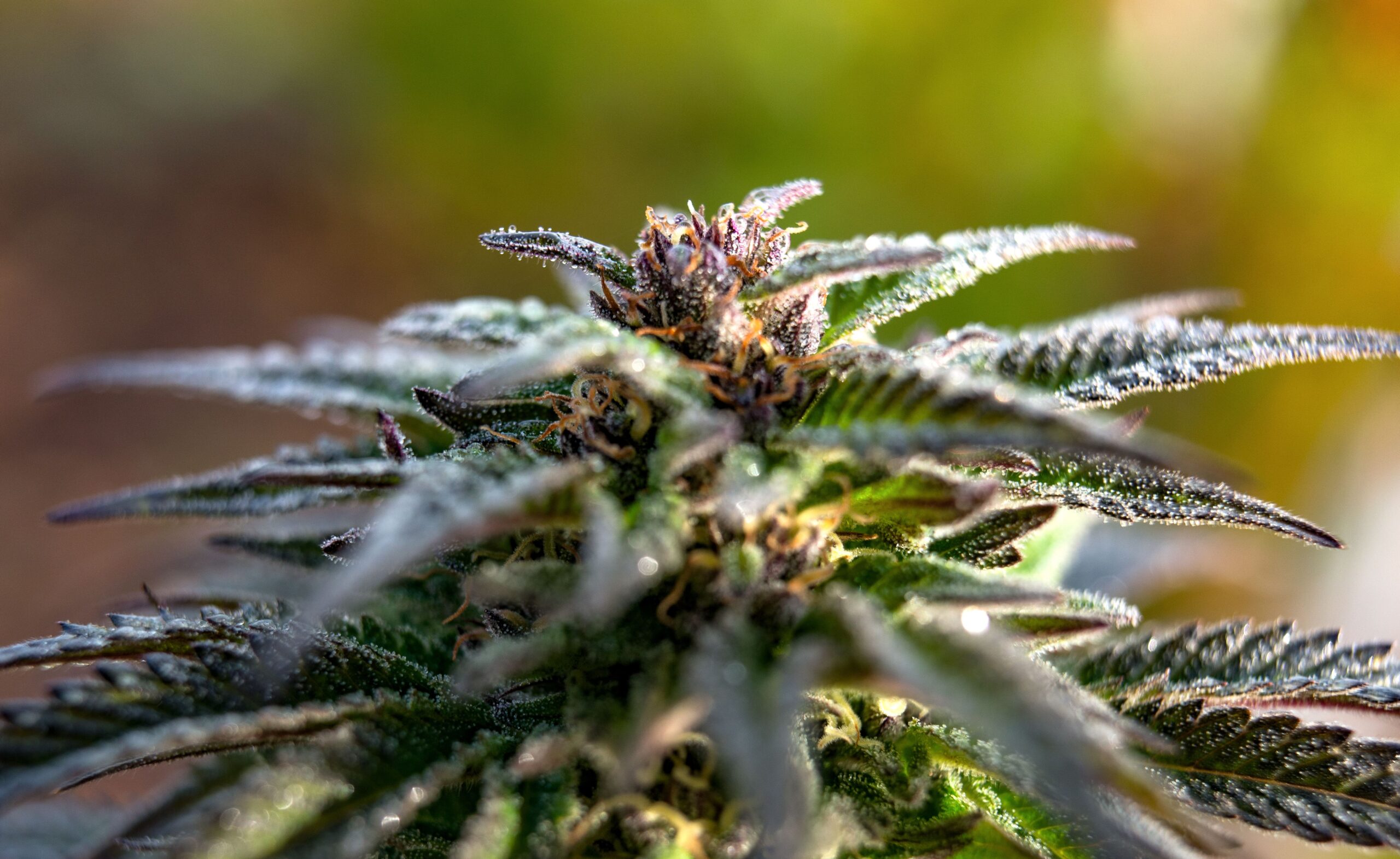 AdobeStock_232995449 Premium sativa blend - Image 1
