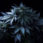 Premium sativa blend 2