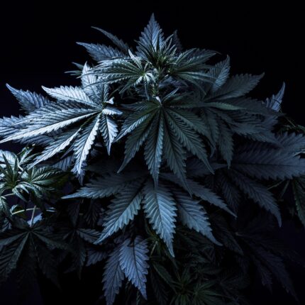 Premium sativa blend 2