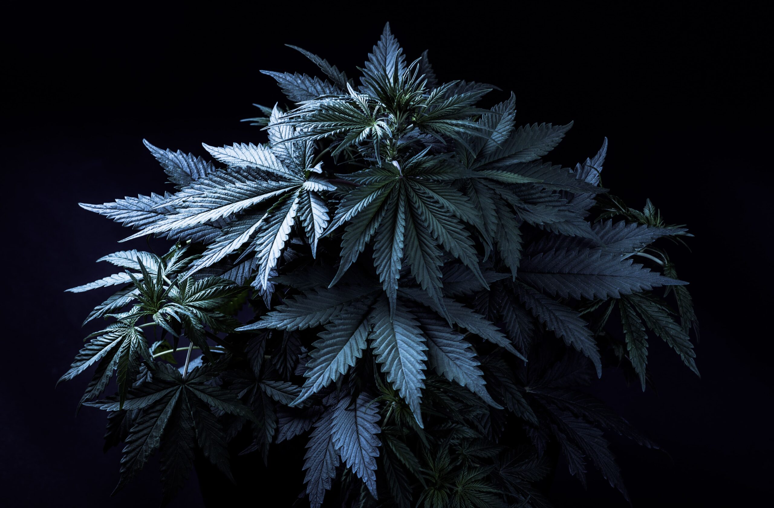 AdobeStock_321307606 Premium sativa blend 2 - Image 1